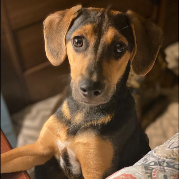 Meet your Posher, Rachel - Picture 1 of 1